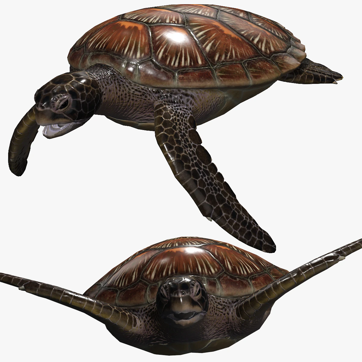 DOWNLOAD TORTOISE TURTLE POKMON TURTLE DOWNLOAD TURTLE 3D MODEL RIGGED TURTLE REPTILE DINOSAUR 3D Model .c4d .max .obj .3ds .fbx .stl .blend 