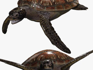 SCARICA TARTARUGA TARTARUGA TARTARUGA POKMON SCARICA TARTARUGA MODELLO 3D TARTARUGA SUGGERITA RETTILE DINOSAURO Modello 3D