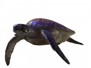 DOWNLOAD TORTOISE TURTLE POKMON TURTLE DOWNLOAD TURTLE 3D MODEL RIGGED TURTLE REPTILE DINOSAUR 3D Model