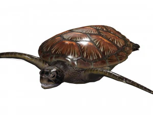 DOWNLOAD TORTOISE TURTLE POKMON TURTLE DOWNLOAD TURTLE 3D MODEL RIGGED TURTLE REPTILE DINOSAUR 3D Model