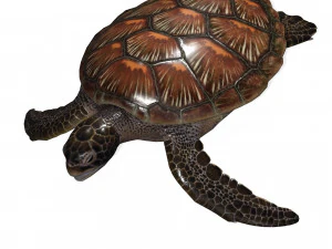 DOWNLOAD TORTOISE TURTLE POKMON TURTLE DOWNLOAD TURTLE 3D MODEL RIGGED TURTLE REPTILE DINOSAUR 3D Model