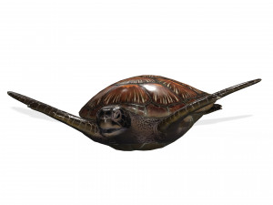 DOWNLOAD TORTOISE TURTLE POKMON TURTLE DOWNLOAD TURTLE 3D MODEL RIGGED TURTLE REPTILE DINOSAUR Modelo 3D
