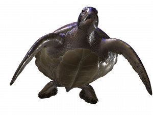 DOWNLOAD TORTOISE TURTLE POKMON TURTLE DOWNLOAD TURTLE 3D MODEL RIGGED TURTLE REPTILE DINOSAUR Modelo 3D