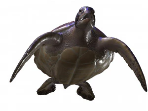 DOWNLOAD TORTOISE TURTLE POKMON TURTLE DOWNLOAD TURTLE 3D MODEL RIGGED TURTLE REPTILE DINOSAUR 3D Model