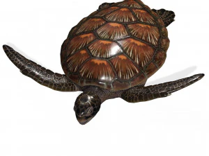 DOWNLOAD TORTOISE TURTLE POKMON TURTLE DOWNLOAD TURTLE 3D MODEL RIGGED TURTLE REPTILE DINOSAUR 3D Model