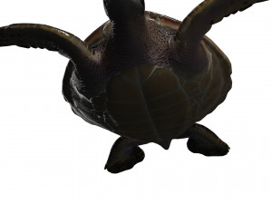 DOWNLOAD TORTOISE TURTLE POKMON TURTLE DOWNLOAD TURTLE 3D MODEL RIGGED TURTLE REPTILE DINOSAUR Modelo 3D