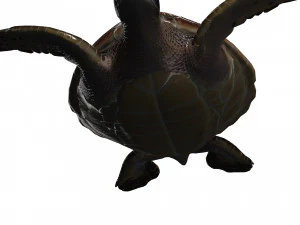 DOWNLOAD TORTOISE TURTLE POKMON TURTLE DOWNLOAD TURTLE 3D MODEL RIGGED TURTLE REPTILE DINOSAUR 3D Model