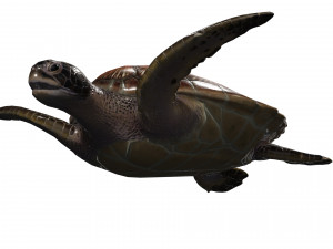 DOWNLOAD TORTOISE TURTLE POKMON TURTLE DOWNLOAD TURTLE 3D MODEL RIGGED TURTLE REPTILE DINOSAUR Modelo 3D