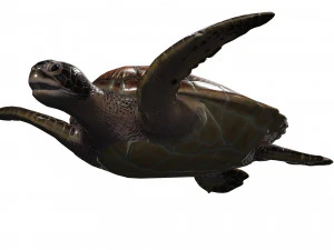 DOWNLOAD TORTOISE TURTLE POKMON TURTLE DOWNLOAD TURTLE 3D MODEL RIGGED TURTLE REPTILE DINOSAUR 3D Model