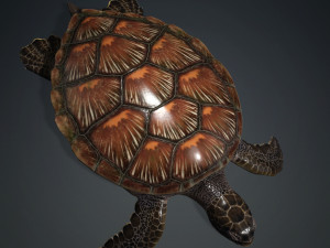 DOWNLOAD TORTOISE TURTLE POKMON TURTLE DOWNLOAD TURTLE 3D MODEL RIGGED TURTLE REPTILE DINOSAUR Modelo 3D