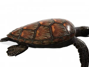 DOWNLOAD TORTOISE TURTLE POKMON TURTLE DOWNLOAD TURTLE 3D MODEL RIGGED TURTLE REPTILE DINOSAUR 3D Model