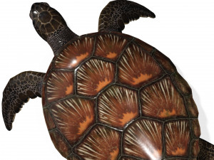 DOWNLOAD TORTOISE TURTLE POKMON TURTLE DOWNLOAD TURTLE 3D MODEL RIGGED TURTLE REPTILE DINOSAUR Modelo 3D