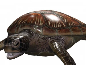 DOWNLOAD TORTOISE TURTLE POKMON TURTLE DOWNLOAD TURTLE 3D MODEL RIGGED TURTLE REPTILE DINOSAUR 3D Model
