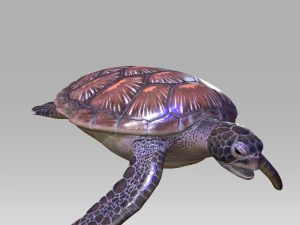DOWNLOAD TORTOISE TURTLE POKMON TURTLE DOWNLOAD TURTLE 3D MODEL RIGGED TURTLE REPTILE DINOSAUR 3D Model