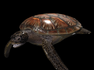 DOWNLOAD TORTOISE TURTLE POKMON TURTLE DOWNLOAD TURTLE 3D MODEL RIGGED TURTLE REPTILE DINOSAUR Modelo 3D