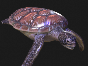 DOWNLOAD TORTOISE TURTLE POKMON TURTLE DOWNLOAD TURTLE 3D MODEL RIGGED TURTLE REPTILE DINOSAUR Modelo 3D