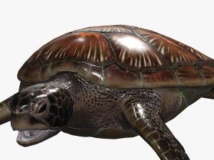 DOWNLOAD TORTOISE TURTLE POKMON TURTLE DOWNLOAD TURTLE 3D MODEL RIGGED TURTLE REPTILE DINOSAUR Modelo 3D