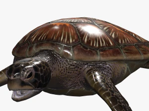 DOWNLOAD TORTOISE TURTLE POKMON TURTLE DOWNLOAD TURTLE 3D MODEL RIGGED TURTLE REPTILE DINOSAUR 3D Model