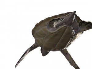 DOWNLOAD TORTOISE TURTLE POKMON TURTLE DOWNLOAD TURTLE 3D MODEL RIGGED TURTLE REPTILE DINOSAUR 3D Model