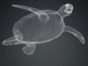 DOWNLOAD TORTOISE TURTLE POKMON TURTLE DOWNLOAD TURTLE 3D MODEL RIGGED TURTLE REPTILE DINOSAUR Modelo 3D