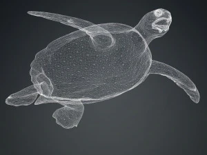 DOWNLOAD TORTOISE TURTLE POKMON TURTLE DOWNLOAD TURTLE 3D MODEL RIGGED TURTLE REPTILE DINOSAUR 3D Model
