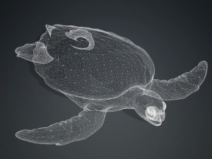 DOWNLOAD TORTOISE TURTLE POKMON TURTLE DOWNLOAD TURTLE 3D MODEL RIGGED TURTLE REPTILE DINOSAUR Modelo 3D