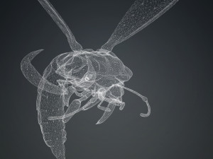 DOWNLOAD BEE 3D MODEL - ANIMATED - INSECT RAPTOR LINHERAPTOR MICRO BEE FLYING - POKMON - DRAGON - 3D 模型