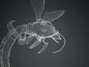 DOWNLOAD BEE 3D MODEL - ANIMATED - INSECT RAPTOR LINHERAPTOR MICRO BEE FLYING - POKMON - DRAGON - 3D 模型