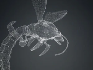 DOWNLOAD BEE 3D MODEL - ANIMATED - INSECT RAPTOR LINHERAPTOR MICRO BEE FLYING - POKMON - DRAGON - 3D Model