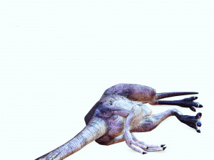 DOWNLOAD DINOGALL 3D MODEL ANIMATED - Gallimimus Gallimimus Aquilamimus Archaeornithomimus 3D Model
