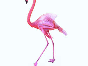 DOWNLOAD FLAMINGO 3D MODEL ANIMATED - FLAMINGO DINOSAUR DINOSAUR FLAMINGO DINOSAUR BIRD 3D Модель