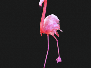 DOWNLOAD FLAMINGO 3D MODEL ANIMATED - FLAMINGO DINOSAUR DINOSAUR FLAMINGO DINOSAUR BIRD 3D Модель