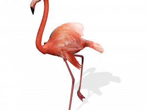 DOWNLOAD FLAMINGO 3D MODEL ANIMATED - FLAMINGO DINOSAUR DINOSAUR FLAMINGO DINOSAUR BIRD 3D Модель