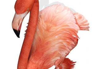 DOWNLOAD FLAMINGO 3D MODEL ANIMATED - FLAMINGO DINOSAUR DINOSAUR FLAMINGO DINOSAUR BIRD 3D Модель