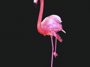 DOWNLOAD FLAMINGO 3D MODEL ANIMATED - FLAMINGO DINOSAUR DINOSAUR FLAMINGO DINOSAUR BIRD 3D Модель