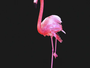 SCARICA FENICOTTERO MODELLO 3D ANIMATO - FENICOTTERO DINOSAURO DINOSAURO FENICOTTERO DINOSAURO UCCELLO Modello 3D