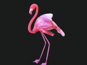 DOWNLOAD FLAMINGO 3D MODEL ANIMATED - FLAMINGO DINOSAUR DINOSAUR FLAMINGO DINOSAUR BIRD 3D Модель