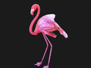 SCARICA FENICOTTERO MODELLO 3D ANIMATO - FENICOTTERO DINOSAURO DINOSAURO FENICOTTERO DINOSAURO UCCELLO Modello 3D