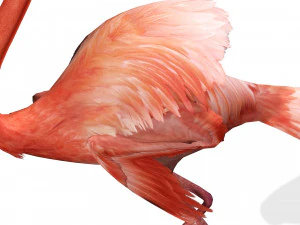 SCARICA FENICOTTERO MODELLO 3D ANIMATO - FENICOTTERO DINOSAURO DINOSAURO FENICOTTERO DINOSAURO UCCELLO Modello 3D