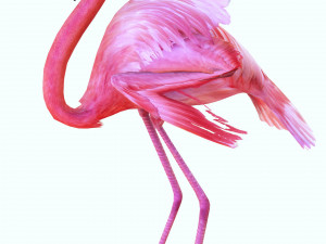 DOWNLOAD FLAMINGO 3D MODEL ANIMATED - FLAMINGO DINOSAUR DINOSAUR FLAMINGO DINOSAUR BIRD 3D Модель