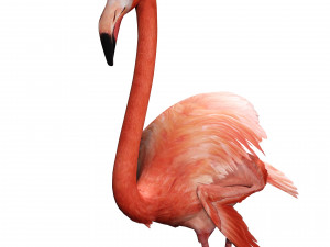 DOWNLOAD FLAMINGO 3D MODEL ANIMATED - FLAMINGO DINOSAUR DINOSAUR FLAMINGO DINOSAUR BIRD 3D Модель