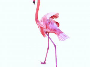 DOWNLOAD FLAMINGO 3D MODEL ANIMATED - FLAMINGO DINOSAUR DINOSAUR FLAMINGO DINOSAUR BIRD 3D Модель