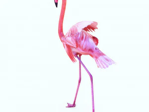 SCARICA FENICOTTERO MODELLO 3D ANIMATO - FENICOTTERO DINOSAURO DINOSAURO FENICOTTERO DINOSAURO UCCELLO Modello 3D