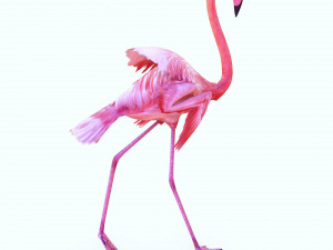 DOWNLOAD FLAMINGO 3D MODEL ANIMATED - FLAMINGO DINOSAUR DINOSAUR FLAMINGO DINOSAUR BIRD 3D Модель