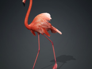 DOWNLOAD FLAMINGO 3D MODEL ANIMATED - FLAMINGO DINOSAUR DINOSAUR FLAMINGO DINOSAUR BIRD 3D Модель