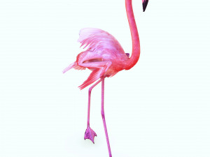 DOWNLOAD FLAMINGO 3D MODEL ANIMATED - FLAMINGO DINOSAUR DINOSAUR FLAMINGO DINOSAUR BIRD 3D Модель
