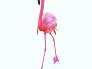 DOWNLOAD FLAMINGO 3D MODEL ANIMATED - FLAMINGO DINOSAUR DINOSAUR FLAMINGO DINOSAUR BIRD 3D Модель