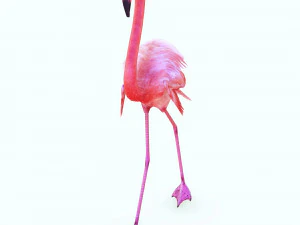 SCARICA FENICOTTERO MODELLO 3D ANIMATO - FENICOTTERO DINOSAURO DINOSAURO FENICOTTERO DINOSAURO UCCELLO Modello 3D