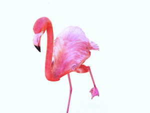 DOWNLOAD FLAMINGO 3D MODEL ANIMATED - FLAMINGO DINOSAUR DINOSAUR FLAMINGO DINOSAUR BIRD 3D Модель