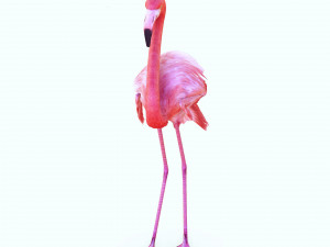 DOWNLOAD FLAMINGO 3D MODEL ANIMATED - FLAMINGO DINOSAUR DINOSAUR FLAMINGO DINOSAUR BIRD 3D Модель